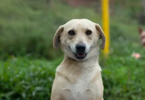 Perrito galeria v1