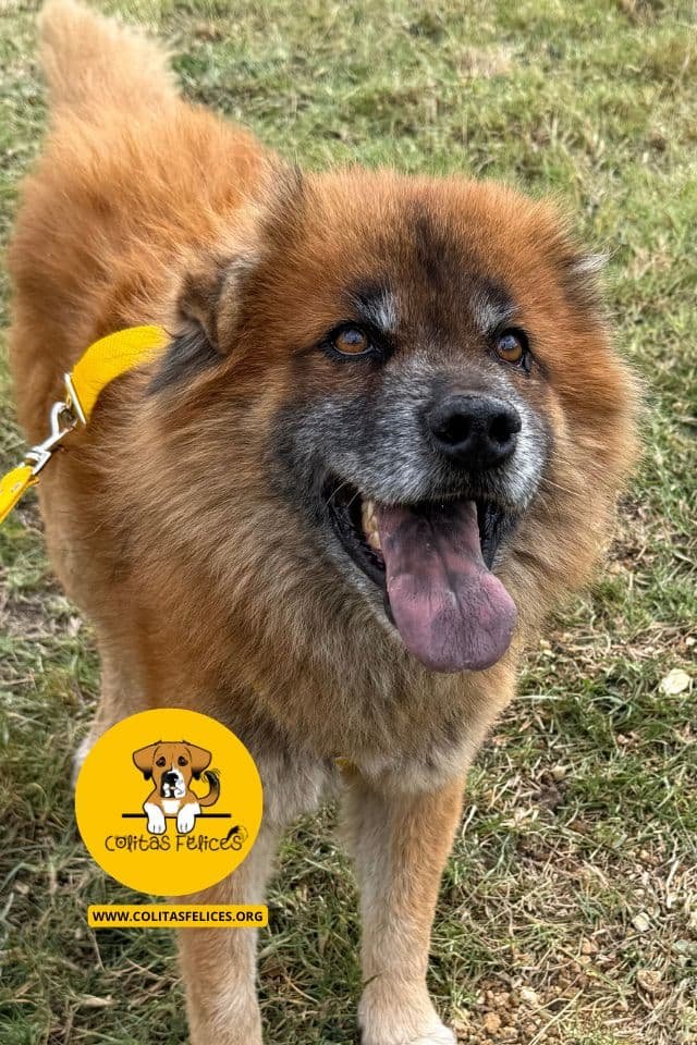 RON Bogotá – Fundación Colitas Felices