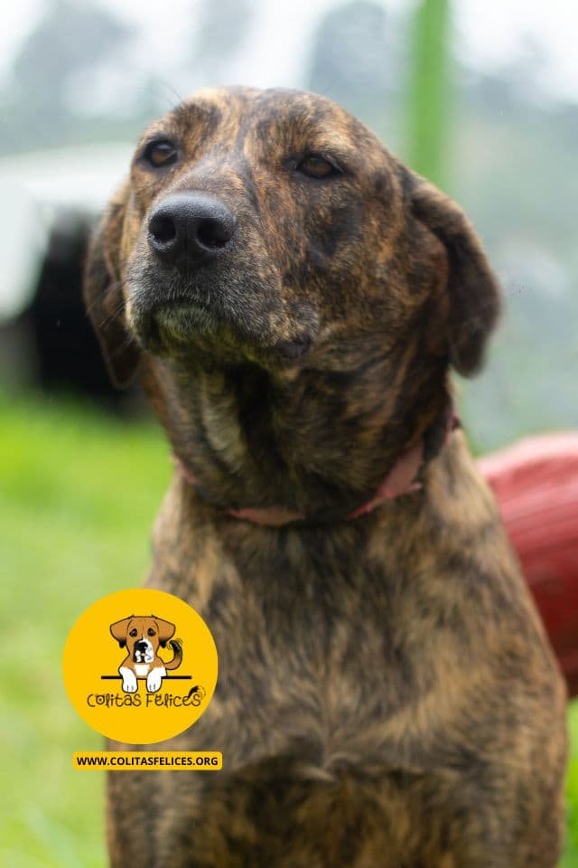 VELA Bogotá – Fundación Colitas Felices