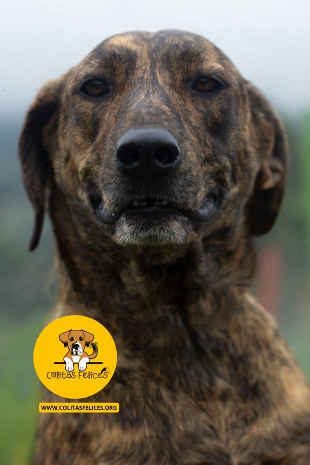 VELA Bogotá – Fundación Colitas Felices