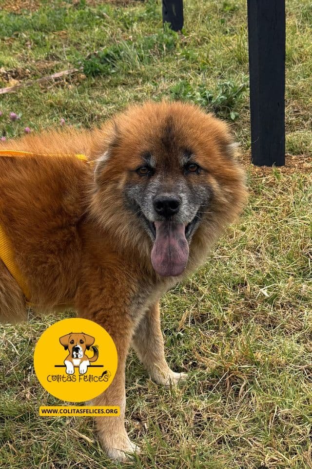 RON Bogotá – Fundación Colitas Felices