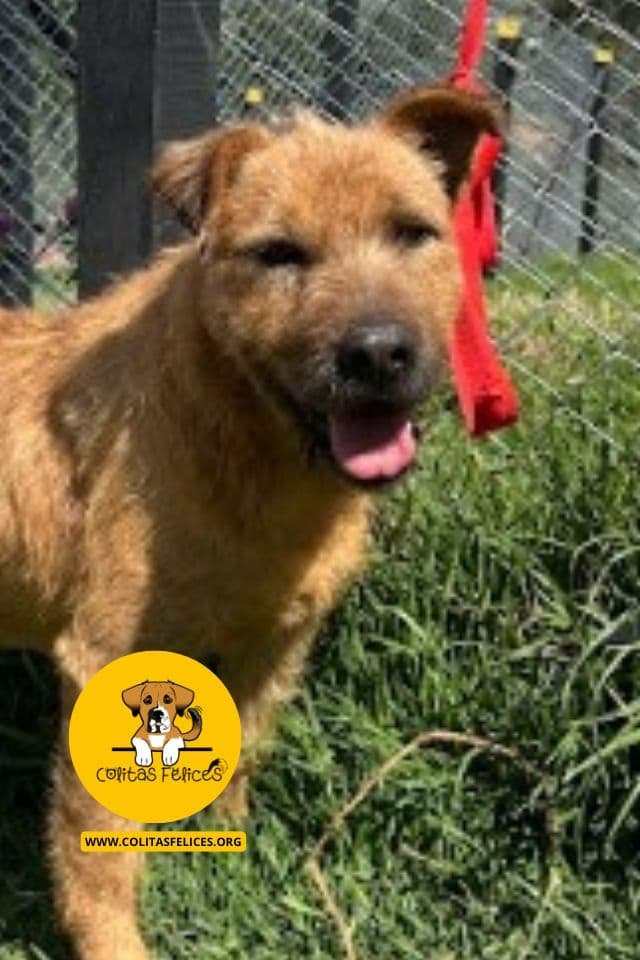TOBY, disponible para adoptar perro en Bogotá con Fundación Colitas Felices