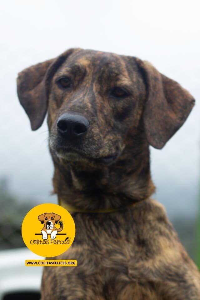 VELA Bogotá – Fundación Colitas Felices